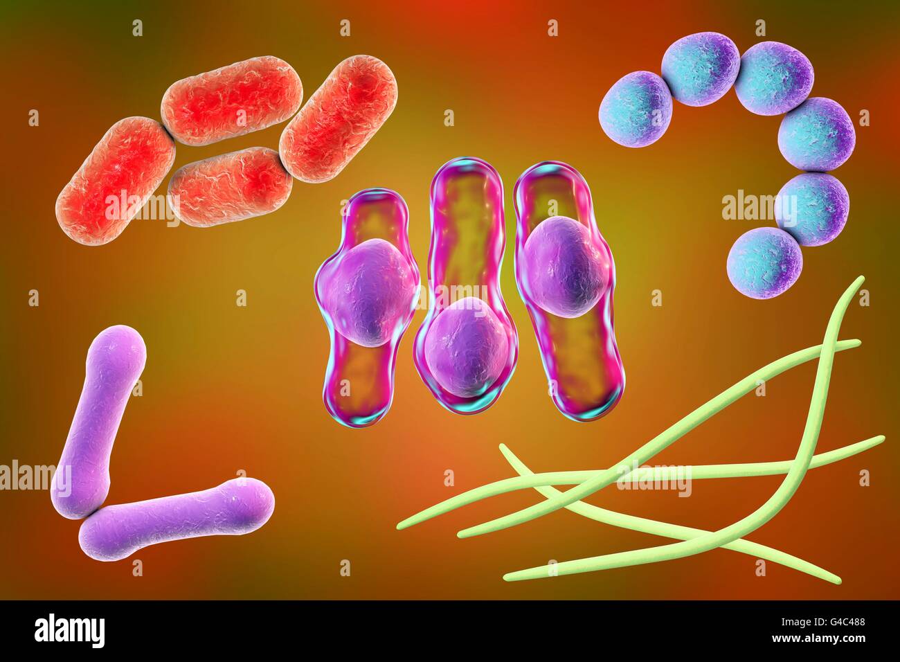 Bacteria. Computer illustration of bacteria of different shapes