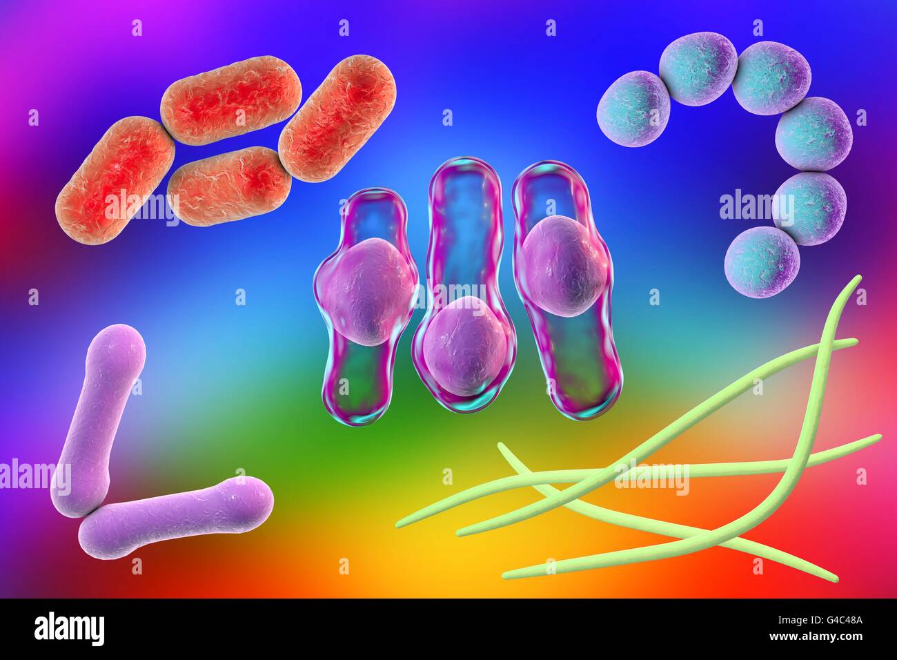 Bacteria. Computer illustration of bacteria of different shapes