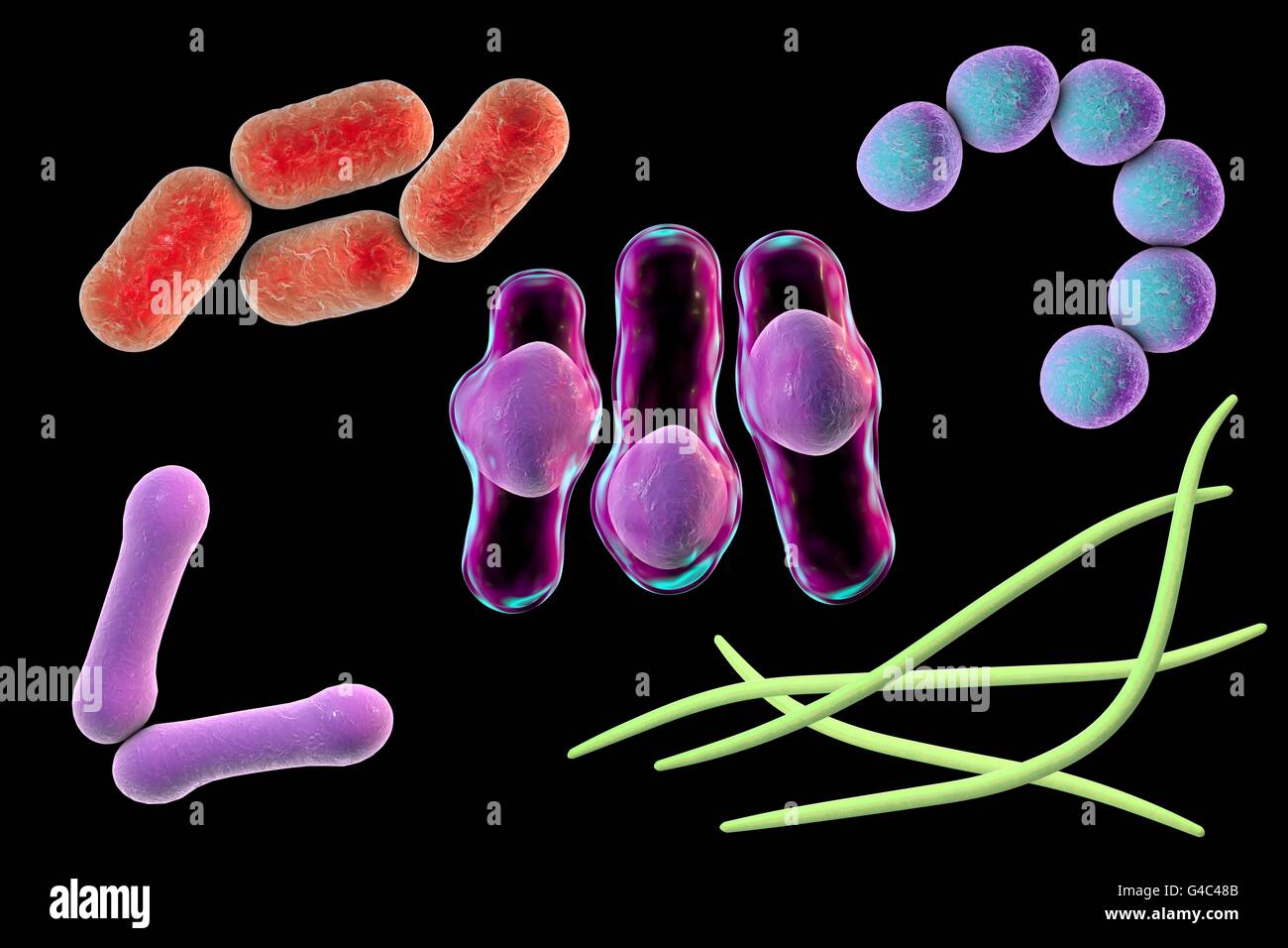 Bacteria Computer Illustration Of Bacteria Of Different Shapes Stock Photo Alamy Bacteria Computer Illustration Of Bacteria Of Different Shapes Stock Photo Alamy