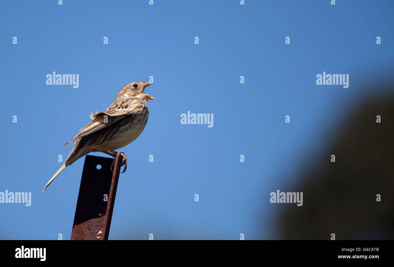 A bird sings in Prado del Rey, Sierra de Cadiz, Andalusia, Spain Stock Photo