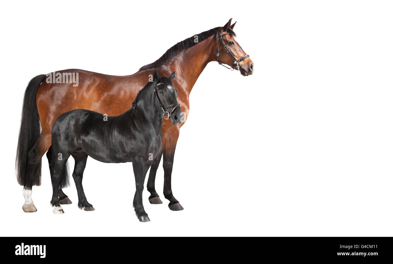 different breeds of horses in front of a white background, isolated Stock Photo