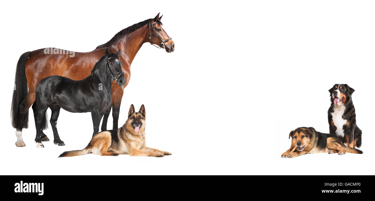 several horses and dogs against a white background, isolated Stock Photo