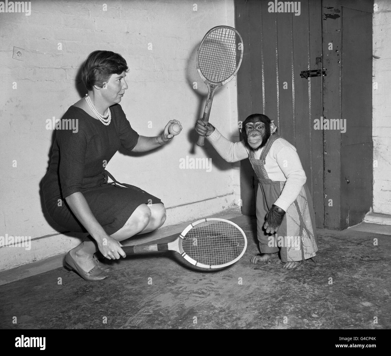 Tennis player Christine Truman (nee Janes) giving instructions to Maxis, one of the Rudi Lenz team of Chimpanzees. Stock Photo