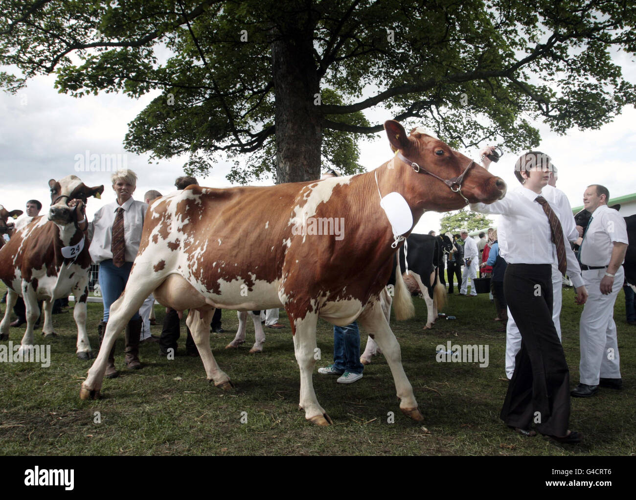 Cows are taken through to the show ring at the Royal Highland show in Edinburgh. Stock Photo