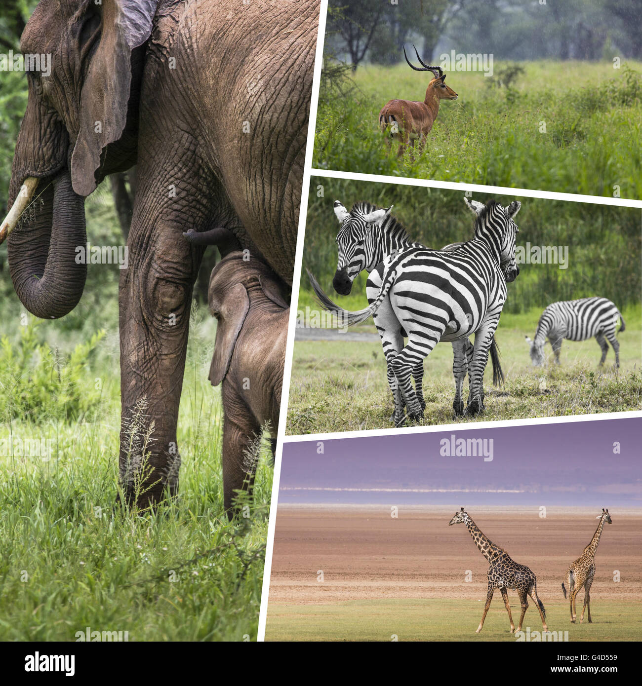 Collage photos african wild animals hi-res stock photography and images ...