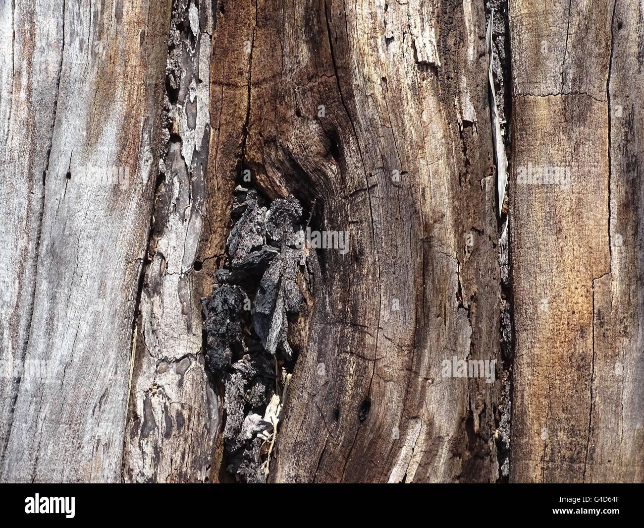 Knot in a tree trunk Stock Photo Alamy