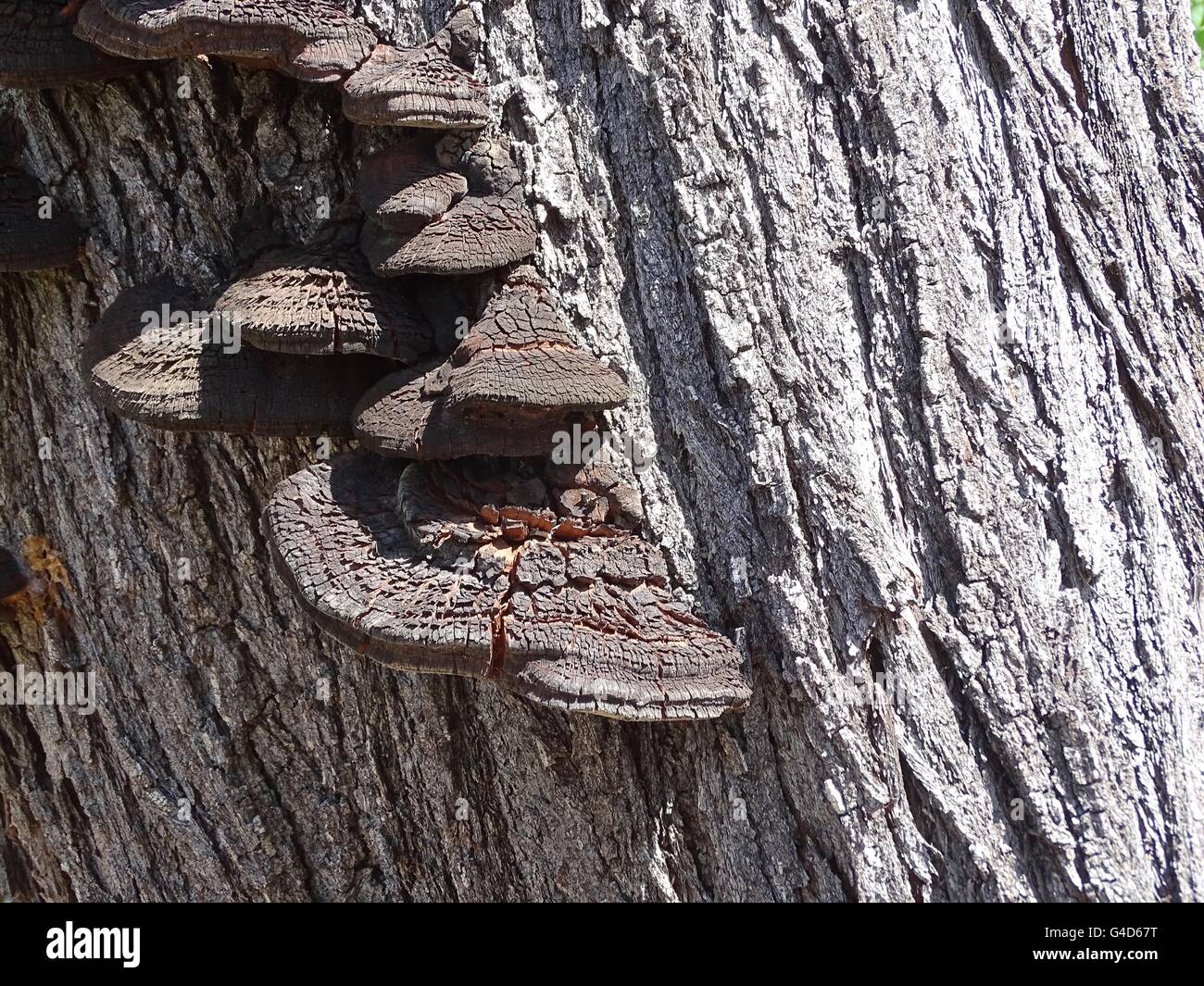 Fungus growing on a tree trunk Stock Photo