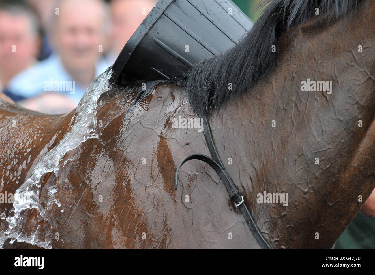 Horse Racing - Wolverhampton Racecourse - 32 For Slots Handicap. A bucket of water is poured on a race horse after a race Stock Photo