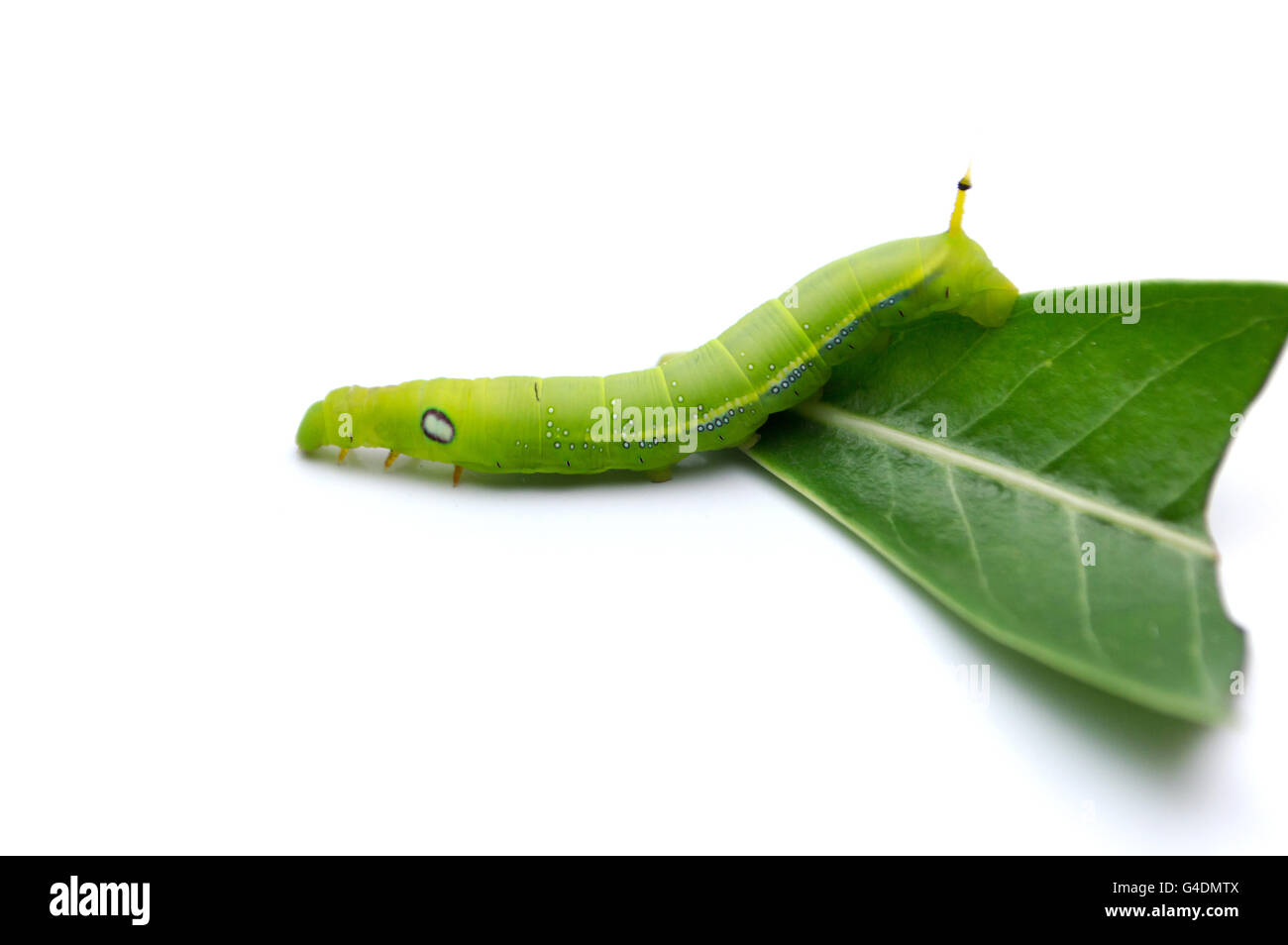 Green caterpillars or green worm isolated on white background Stock Photo Alamy