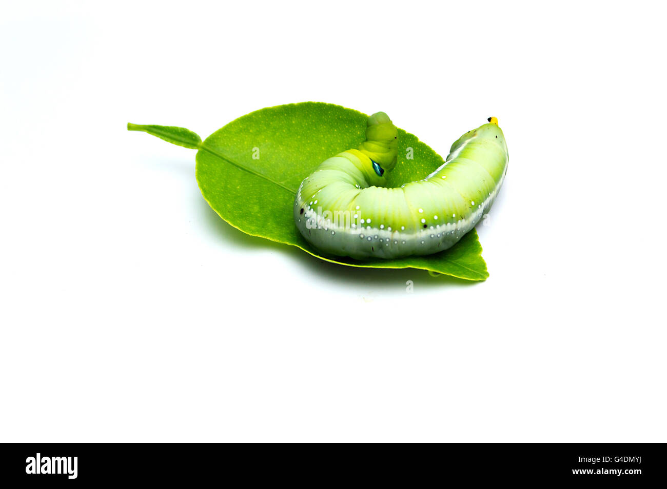 Green caterpillars or green worm isolated on white background Stock Photo Alamy
