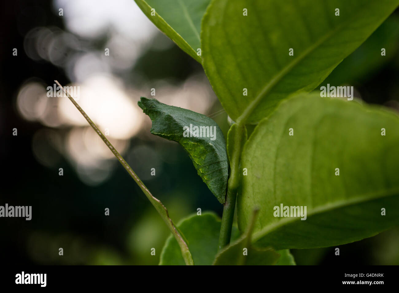 Chrysalis butterfly hanging on branch Stock Photo Alamy
