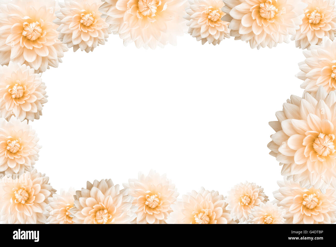 The frame of flower border on white background Stock Photo Alamy