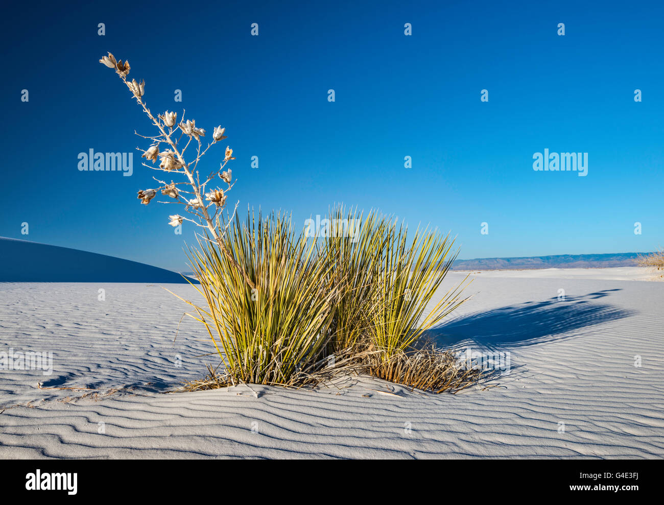 Soaptree yucca aka yucca elata at dunes composed of gypsum crystals at ...