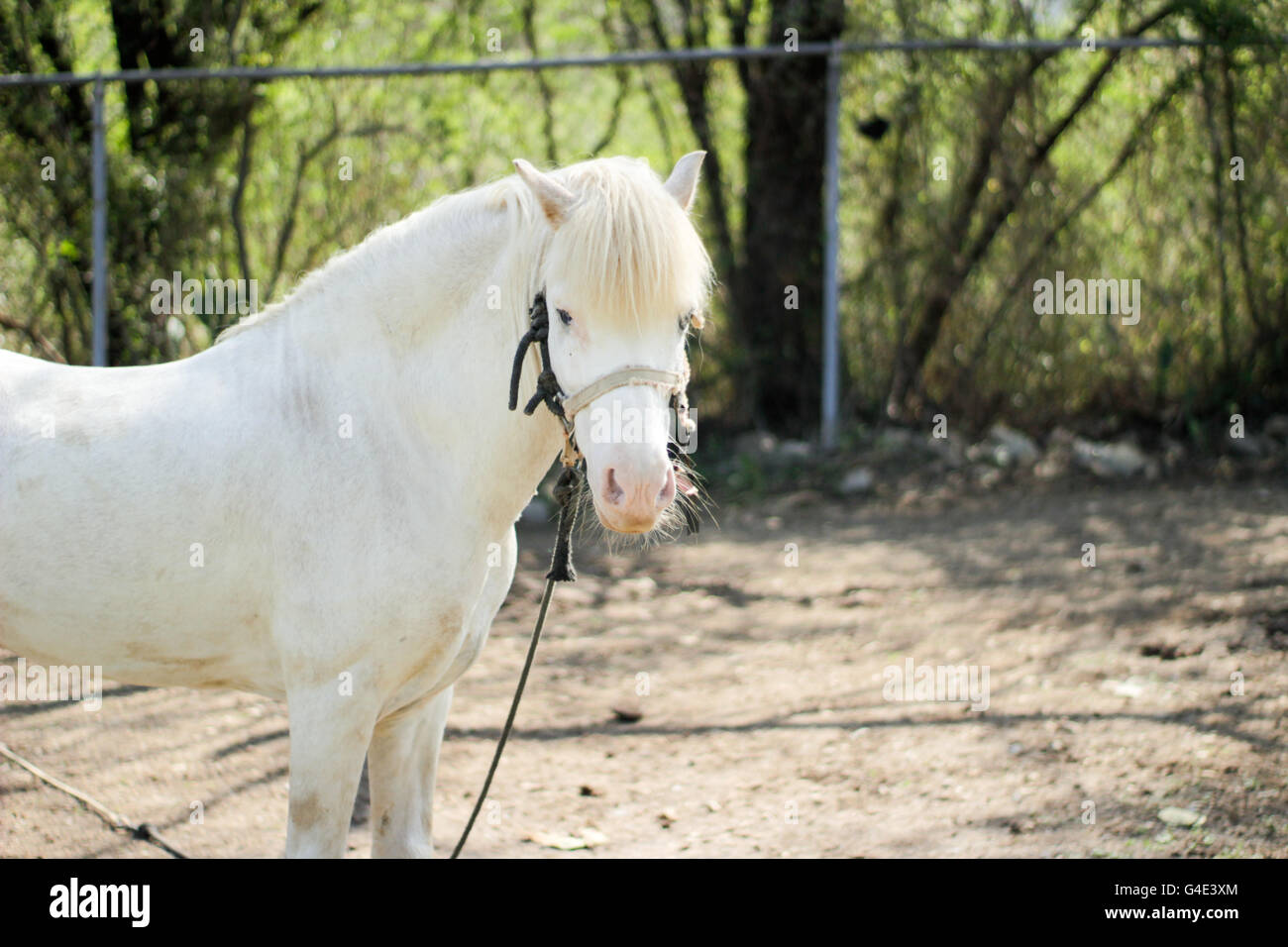 Photograph of a white horse Stock Photo