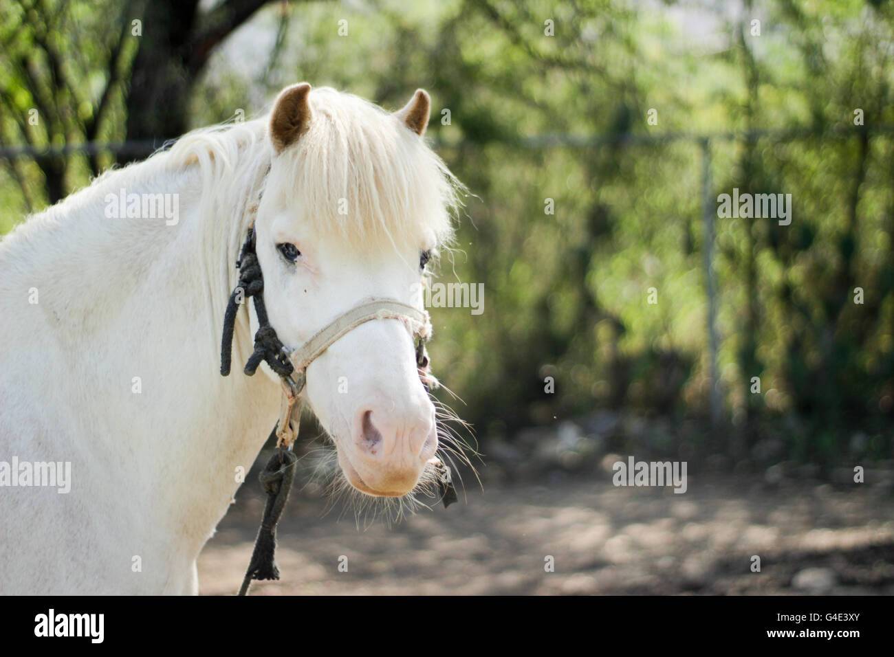 Photograph of a white horse Stock Photo
