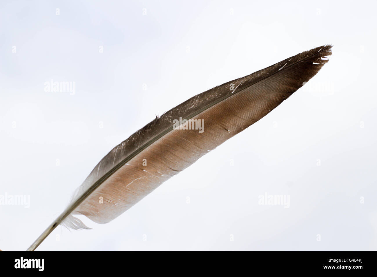 Photograph of a bird feather with a sky as background Stock Photo
