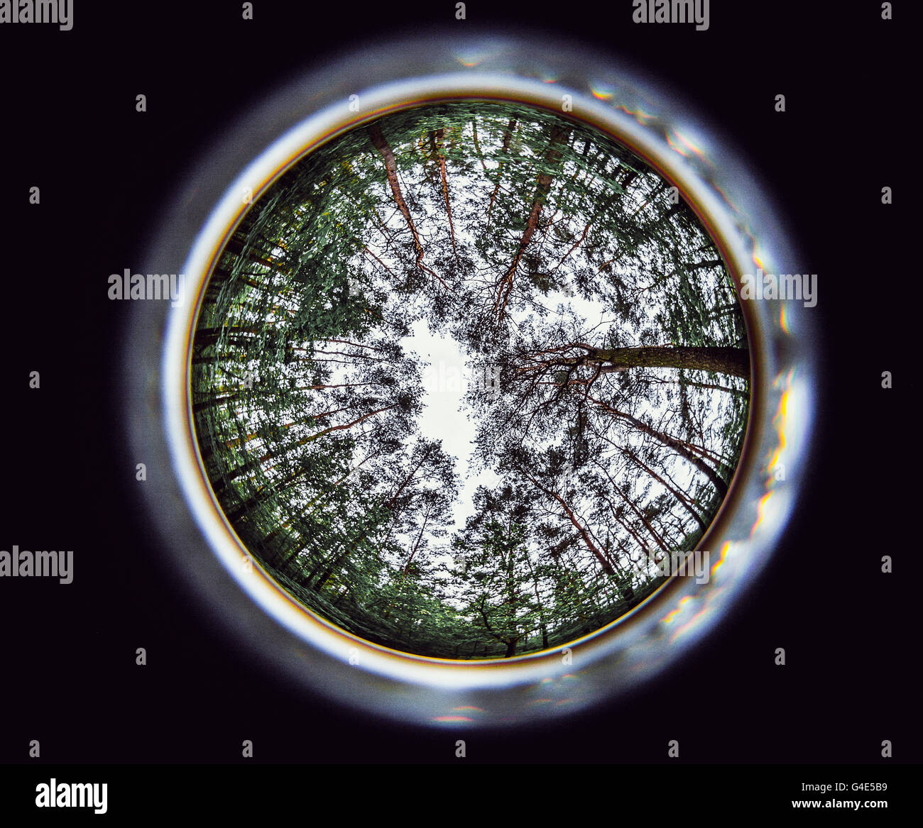 eye of the forest Stock Photo - Alamy