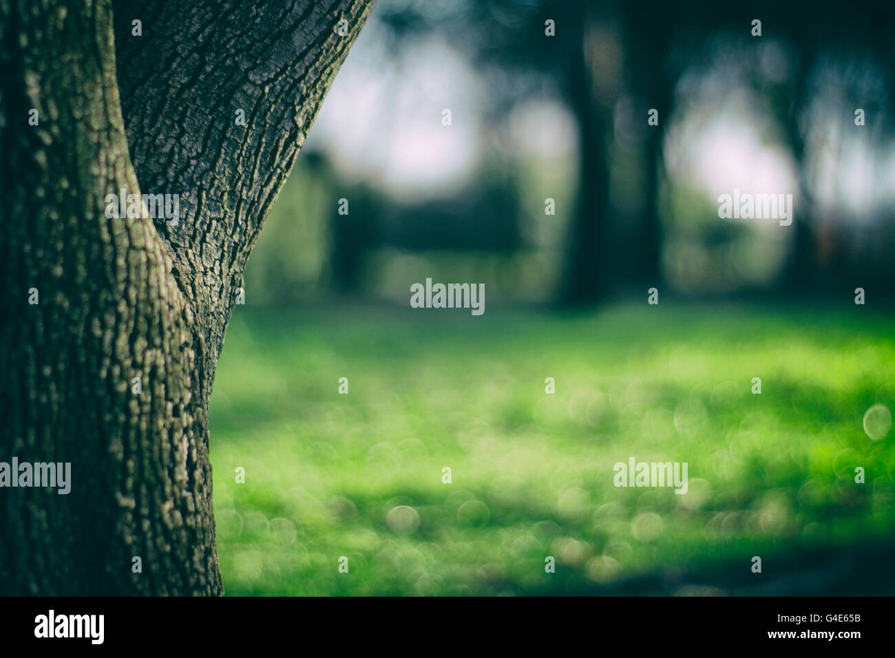 Photograph of a tree and a blurred garden background Stock Photo - Alamy