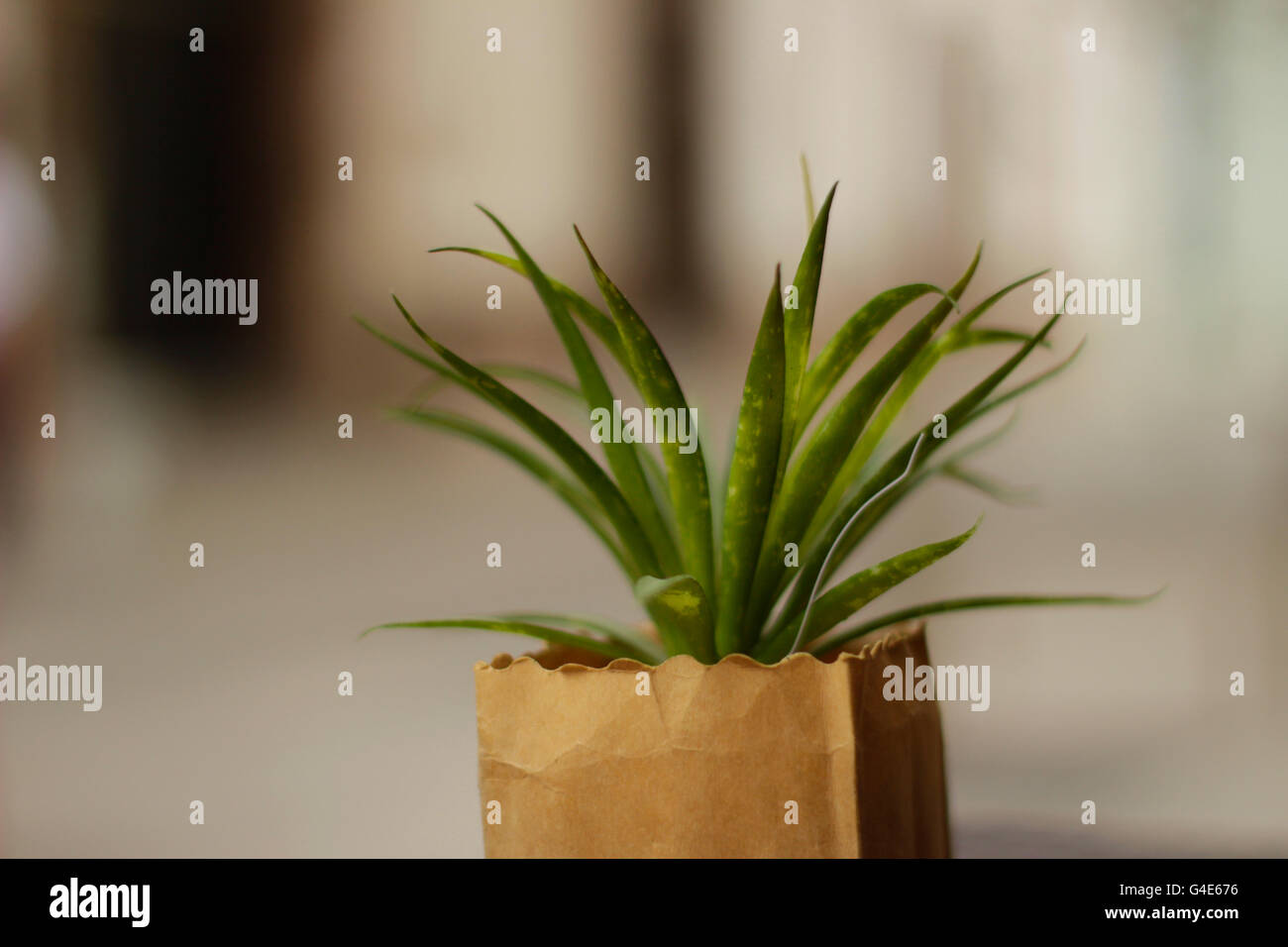 Phoograph of a dwarf shrub plant Stock Photo
