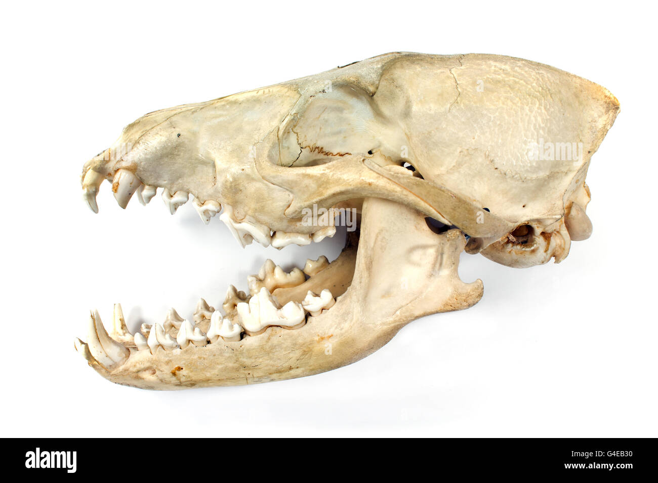 Animal jaw bones hi-res stock photography and images - Alamy Animal jaw bones hi-res stock photography and images - Alamy