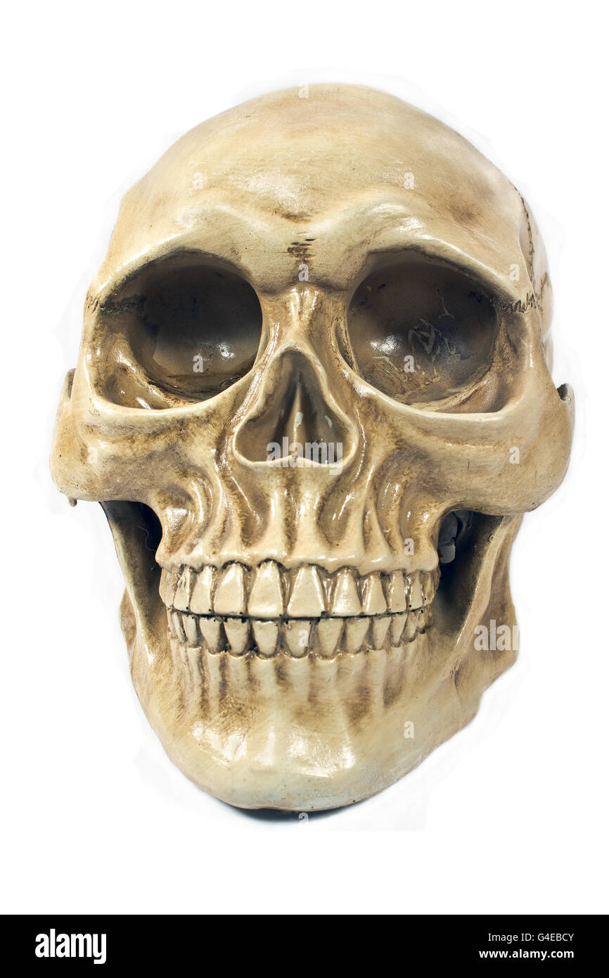 Human skull isolated on white Stock Photo