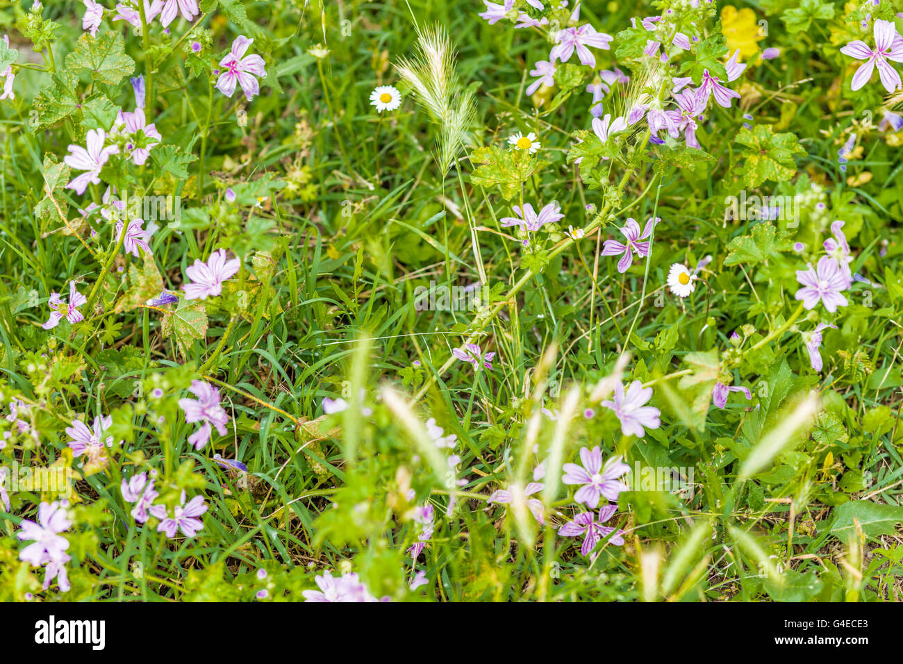 lilac wildflowers, green grass and weeds in a garden Stock Photo - Alamy