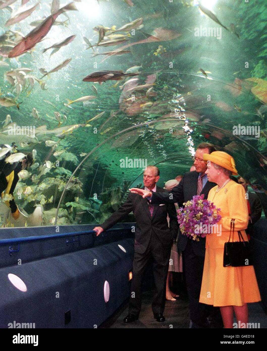 ROYAL Queen Aquarium Stock Photo