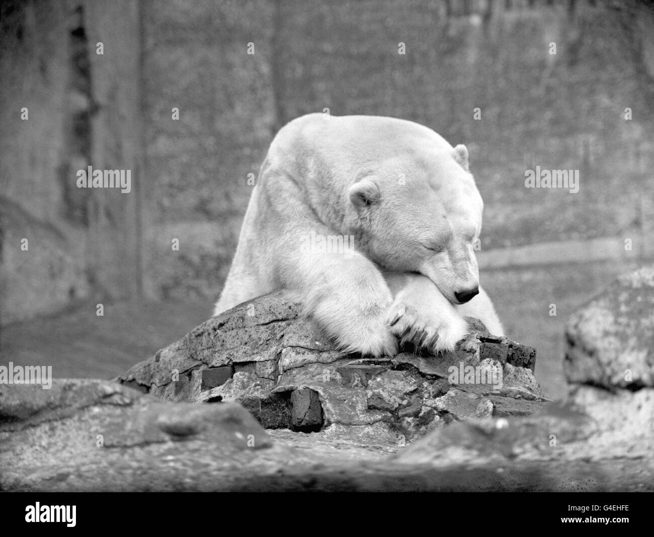 Bear london zoo hi-res stock photography and images - Alamy