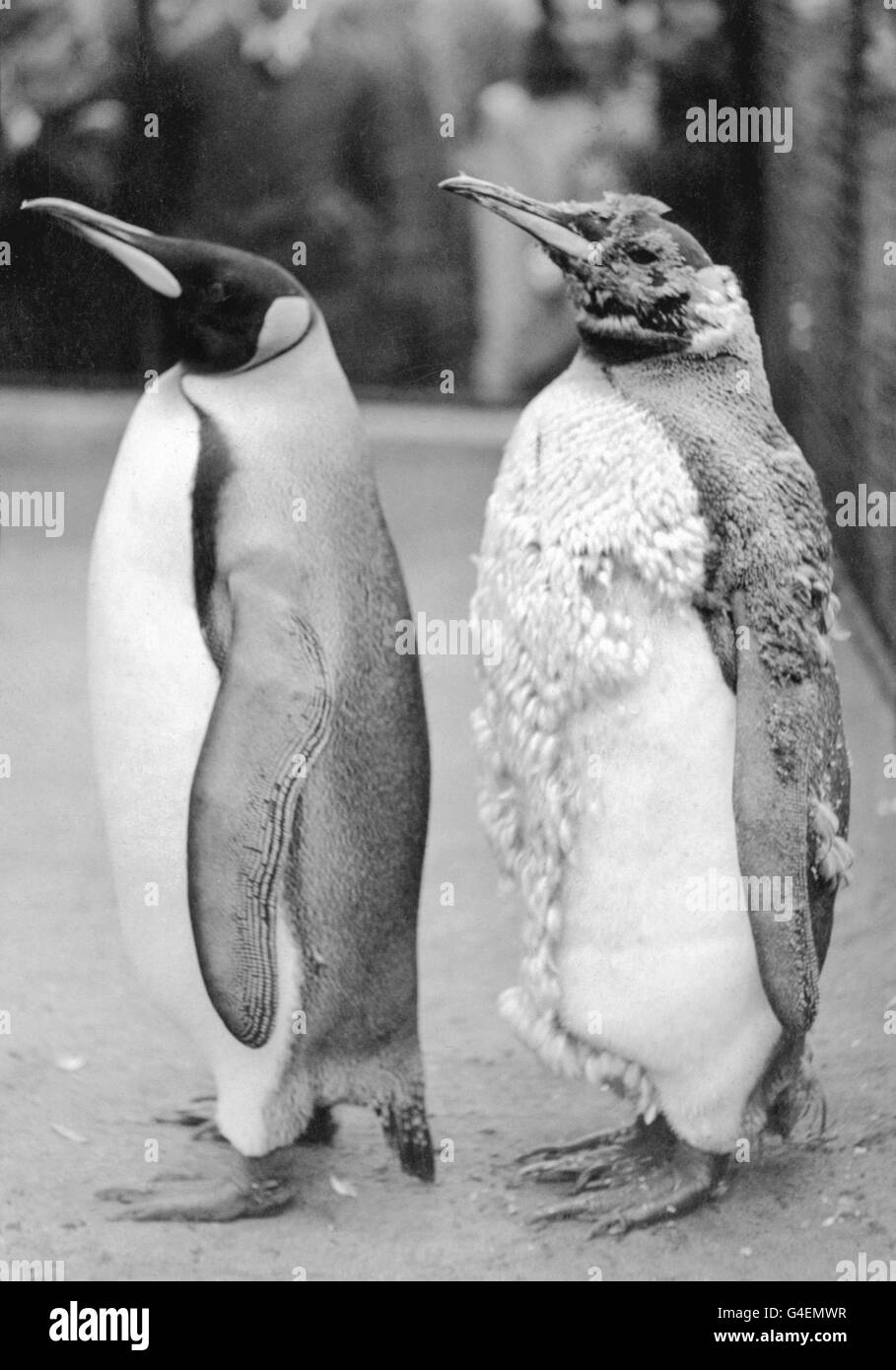Percy the King Penguin, left, and his molting mate, at London Zoo. Stock Photo