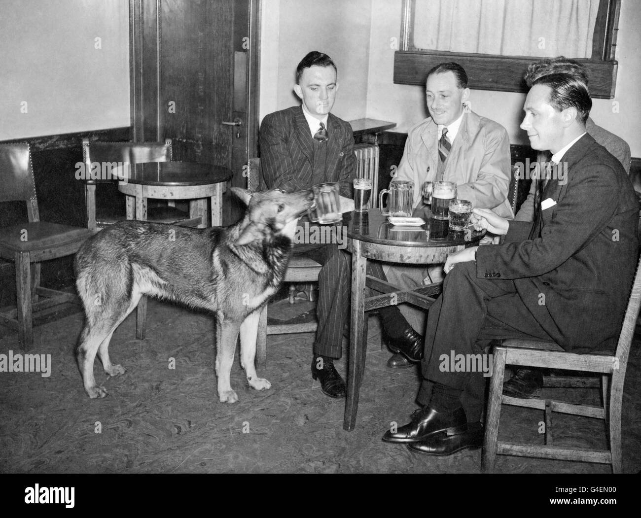 Rinty, the Alsatian, who is adept at acting as potman in the "South Pole" bar. As soon as a customer has finished his beer, his glass is skillfully collected and returned to the bar by Rinty. Stock Photo