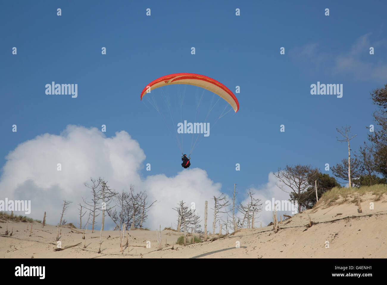 Paraglider flying over dead trees on sand dunes Dune of Pyla Southern France Stock Photo