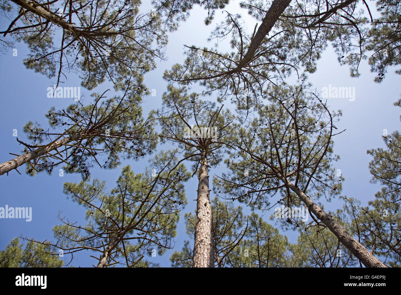 Worm's eye view pine trees blue sky Dune of Pyla Southern France Stock Photo