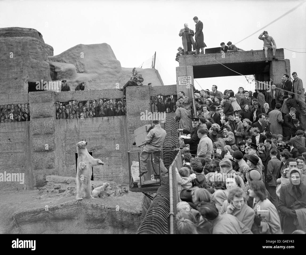 Animals - Brumas the Polar Bear - London Zoo Stock Photo: 106049443 - Alamy