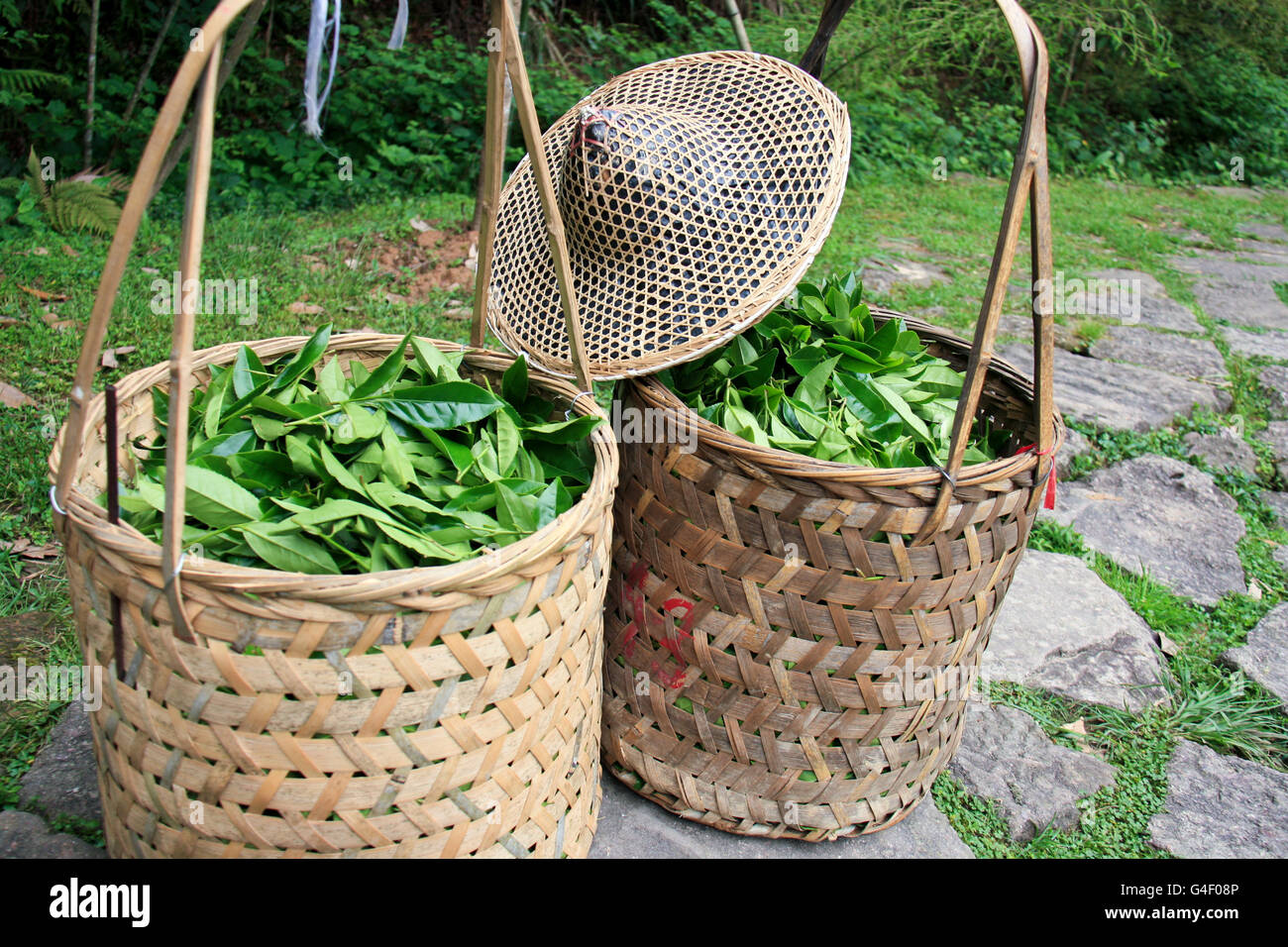 The harvest of sweet, dear varieties of alpine varieties of tea Stock Photo