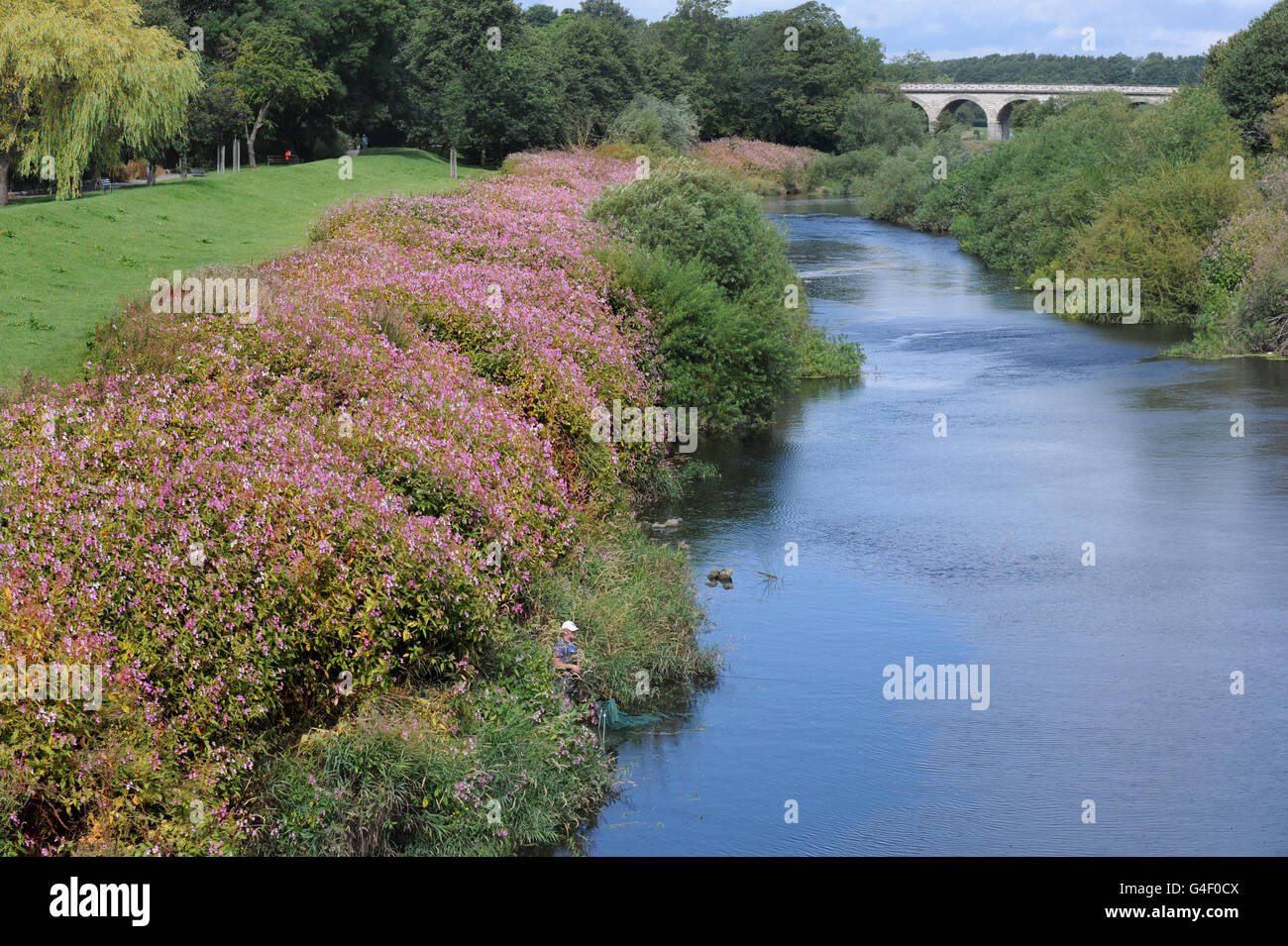 The river bank is covered with colourful, but invasive Poor Man orchid flowers following the hot weather, making it difficult for an angler to find a spot by the the River Wharfe, near Tadcaster. Stock Photo