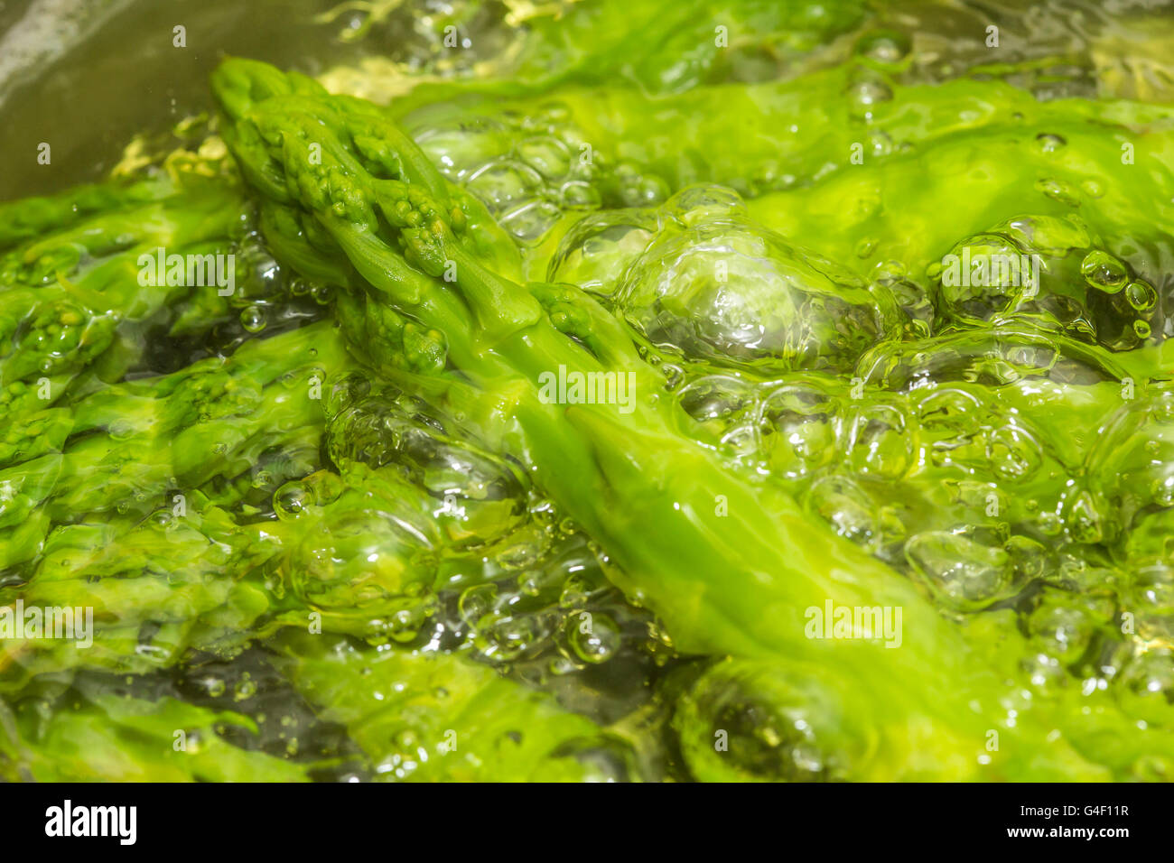 Green asparagus is cooking, boiling, simmering, in a cooking pot, Stock Photo
