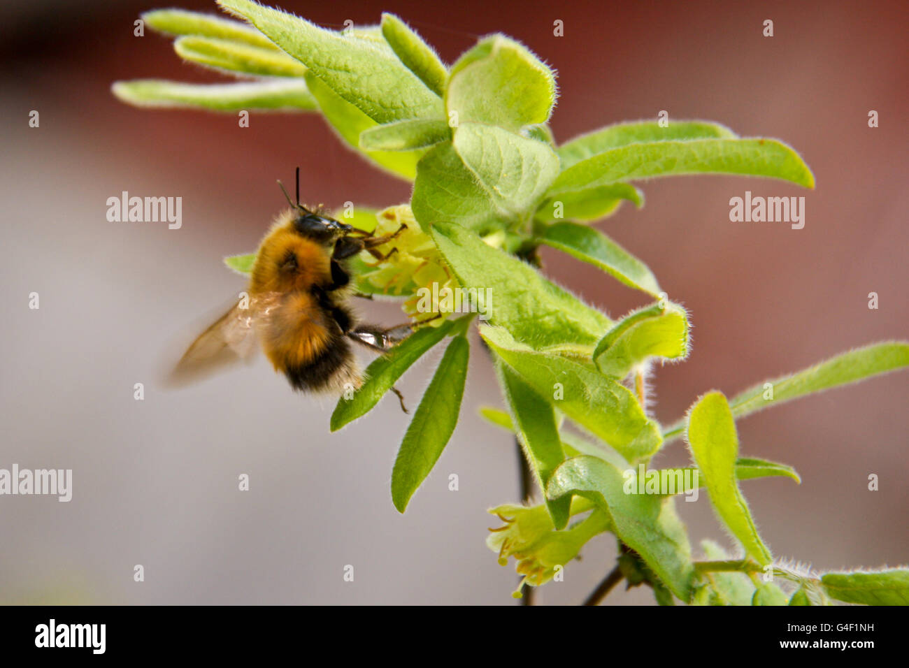 Bumblebee collects nectar from flowers Stock Photo