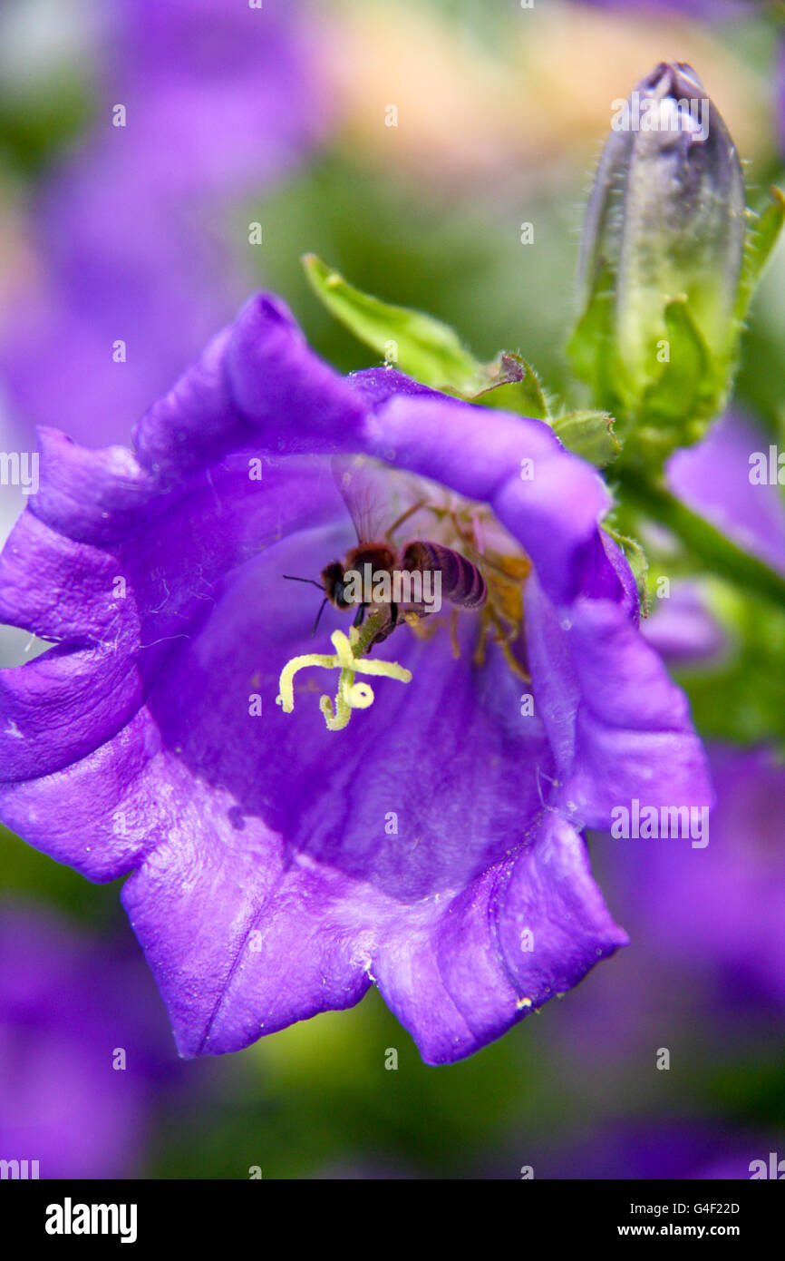 Bee collects nectar from flowers Stock Photo