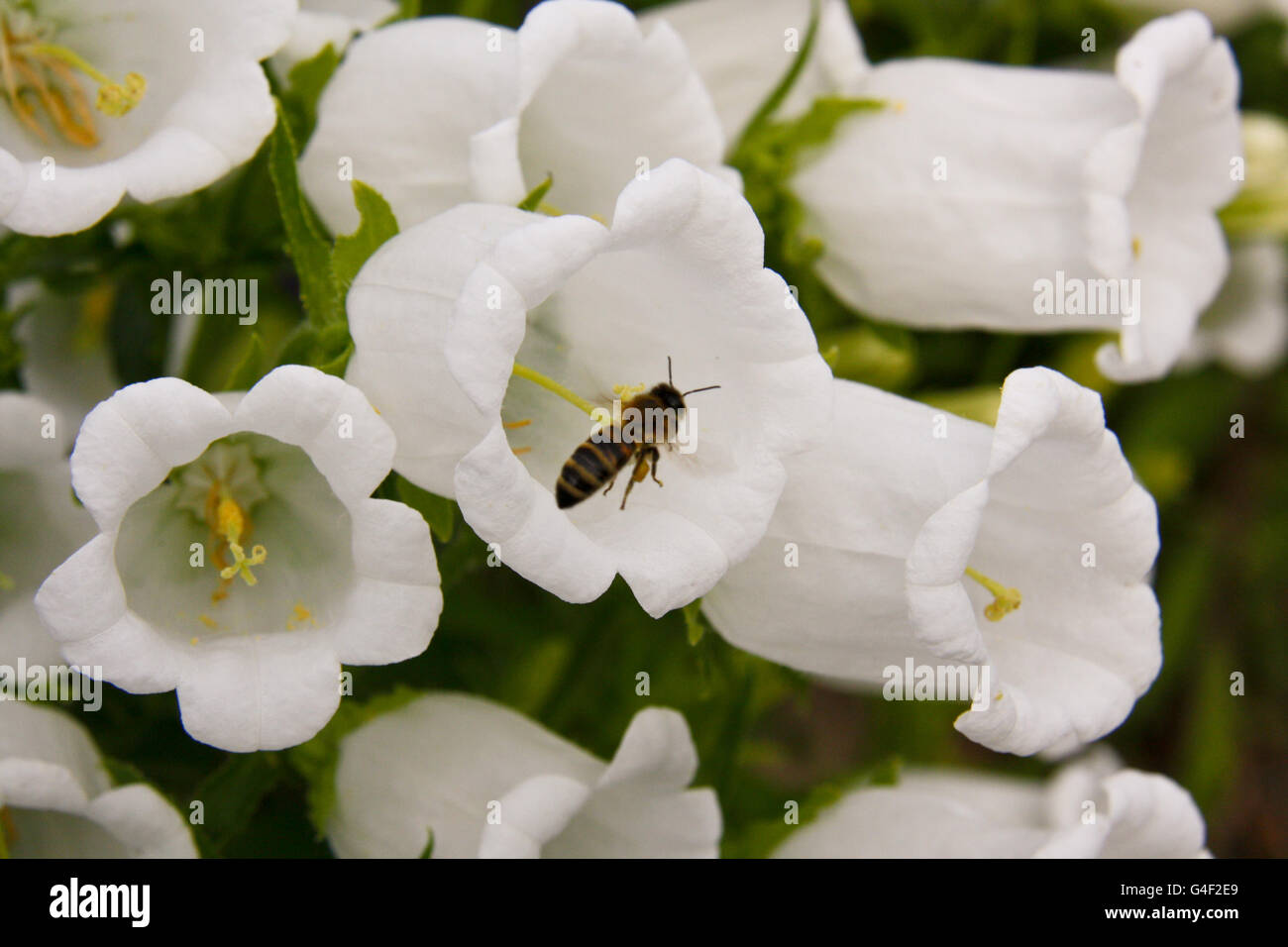 Bee collects nectar from flowers Stock Photo