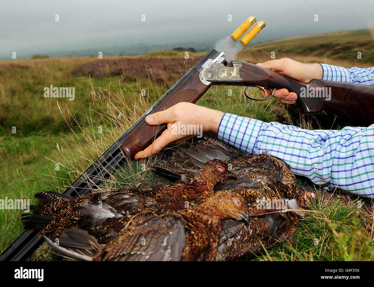 Glorious 12th grouse shoot Stock Photo Alamy