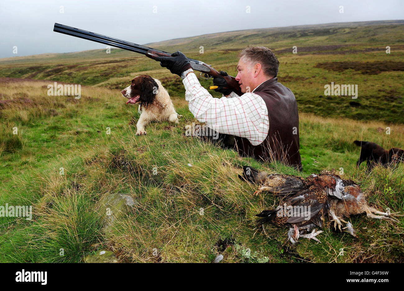 Glorious 12th grouse shoot Stock Photo Alamy