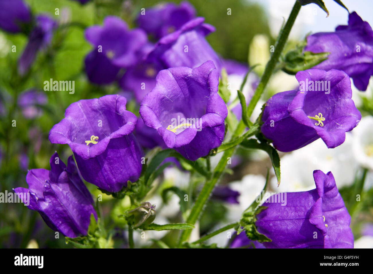 Flowers—campanula. Family Campanulaceae with the common name bellflower. Stock Photo
