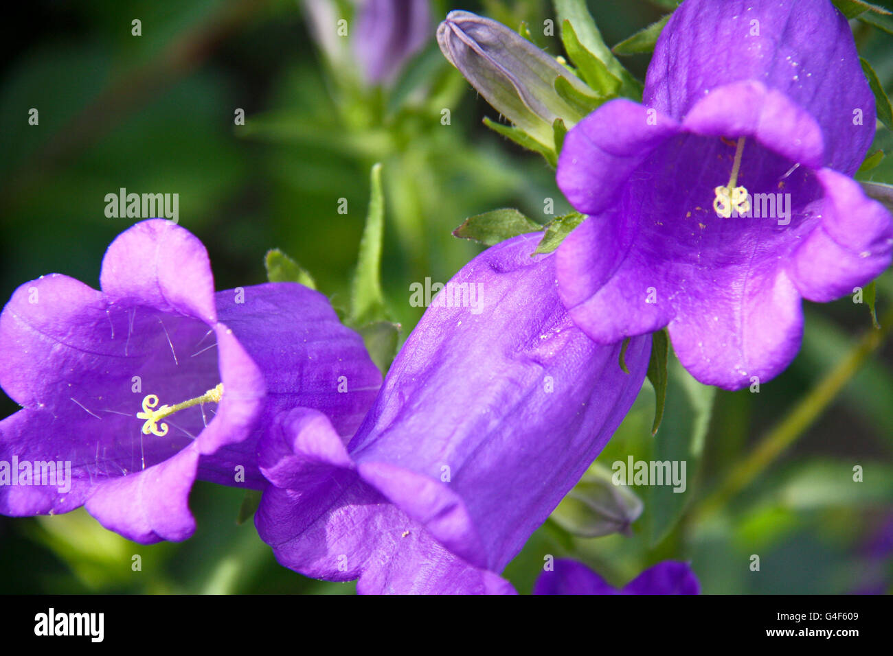 Flowers—campanula. Family Campanulaceae with the common name bellflower. Stock Photo