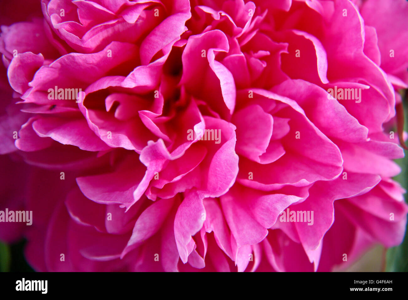 Natural floral background pattern. Stock Photo