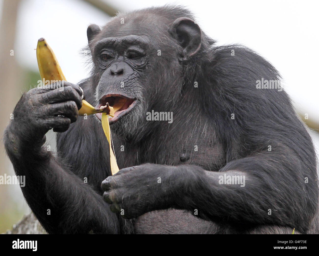 Rosie the chimpanzee is back to full health and enjoying a banana at ...