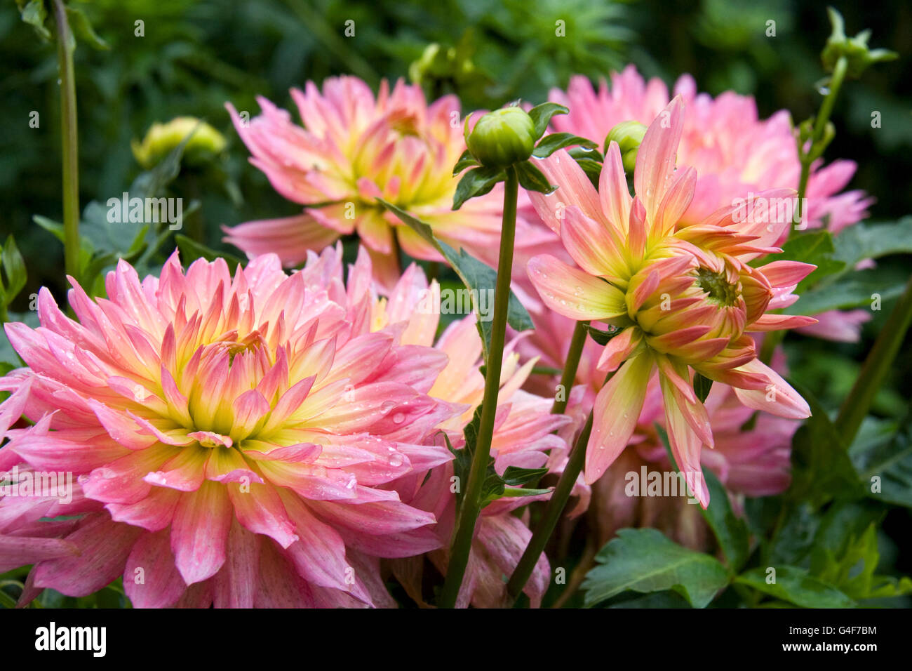 Beautiful autumn flowers - Dahlia aster family. Stock Photo