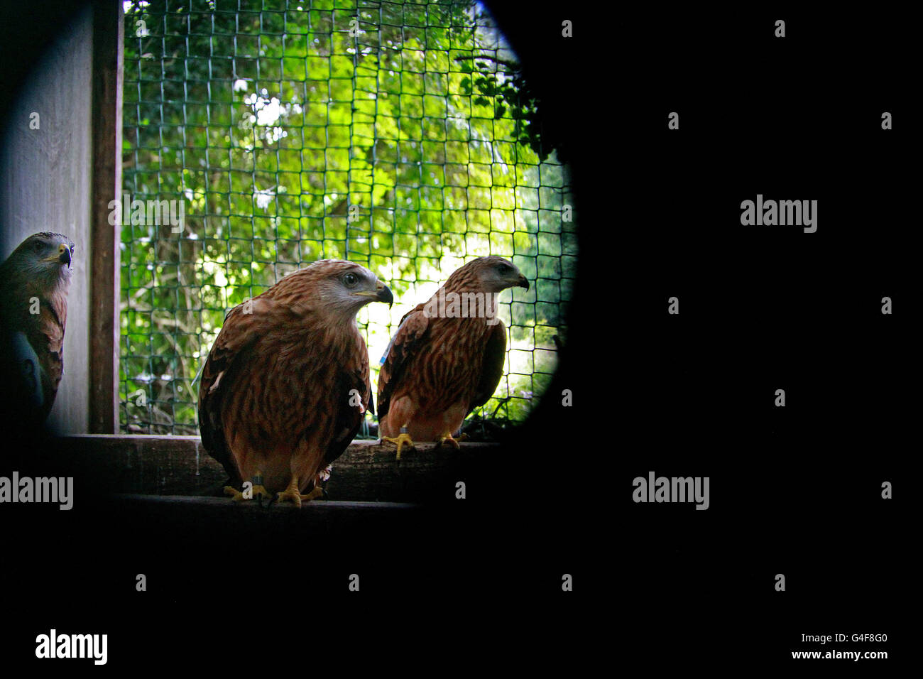 Red Kites , a native bird of prey to Ireland as seen through an eye