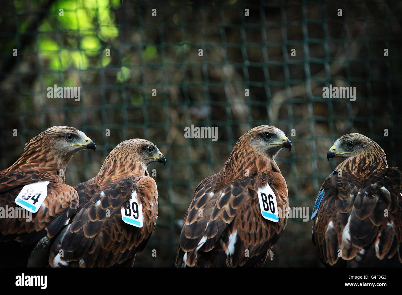 Red Kites , a native bird of prey to Ireland in their holding cages in