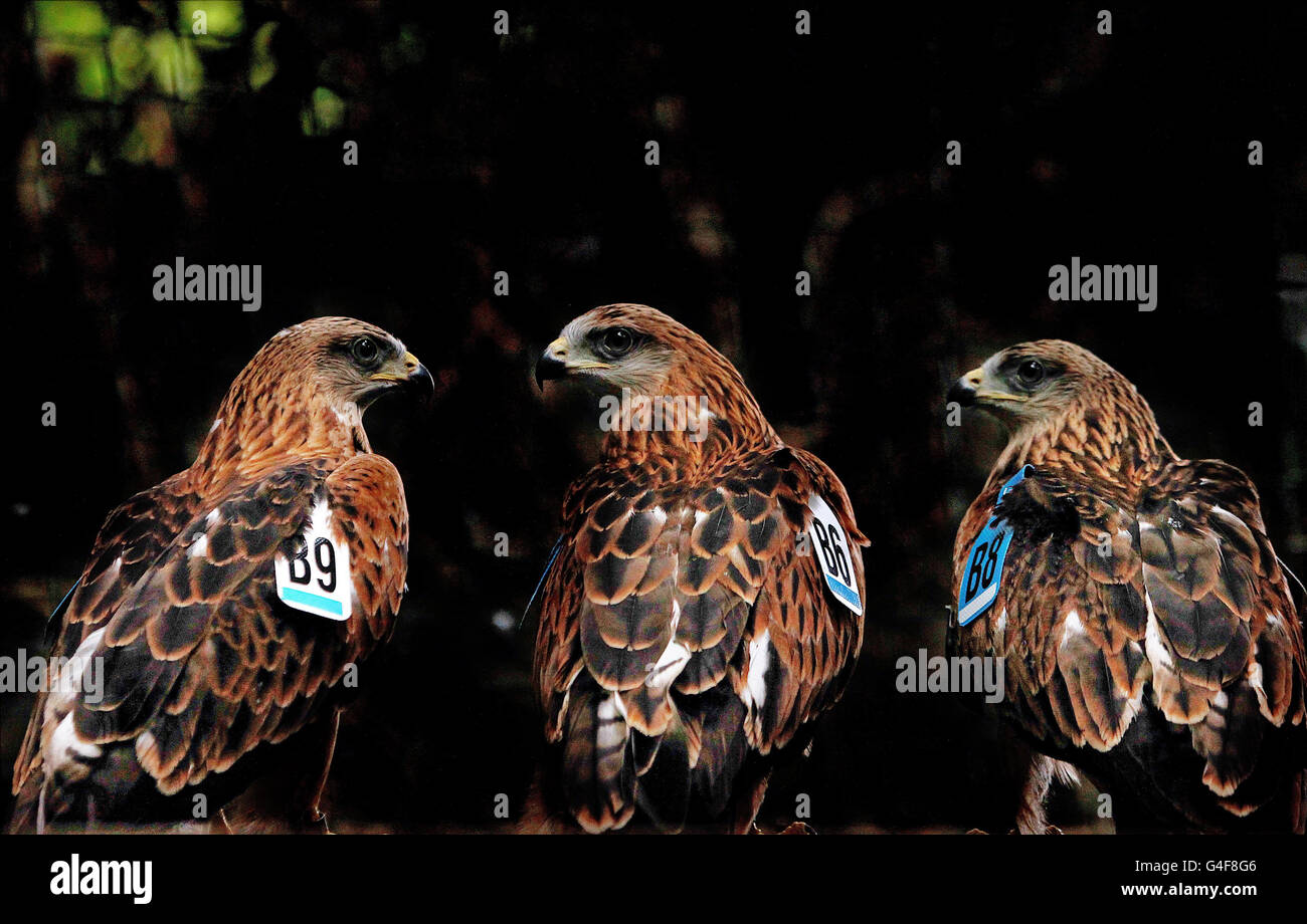 Red Kites, a native bird of prey to Ireland as seen through an eyehole