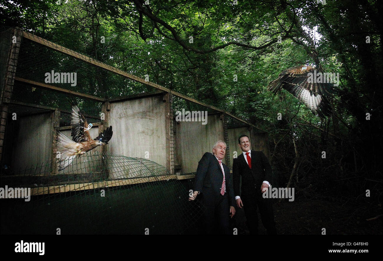 Red Kites, a native bird of prey to Ireland are released from their